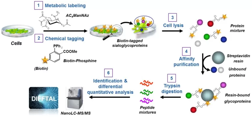 Profiling cell surface sialoglycoproteins via the bio-orthogonal chemical reporter strategy combined with quantitative shotgun proteomics